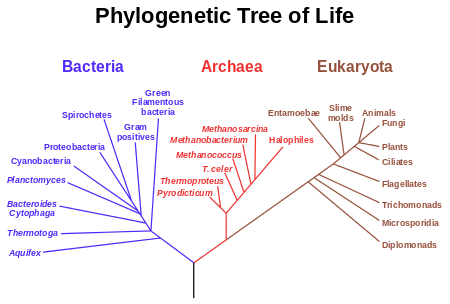 Phylogenetic Tree Diagram