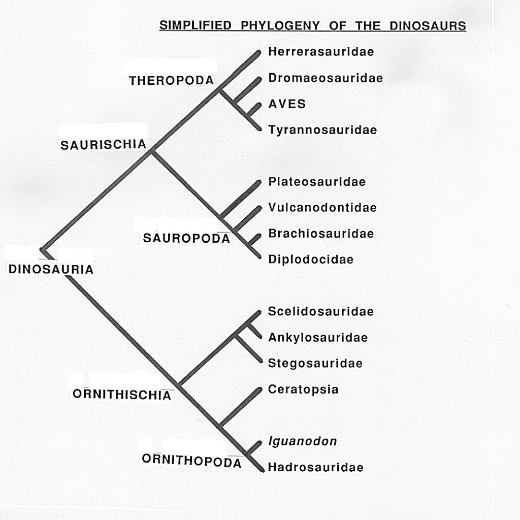 Dinosaur lineage evolutionary poster