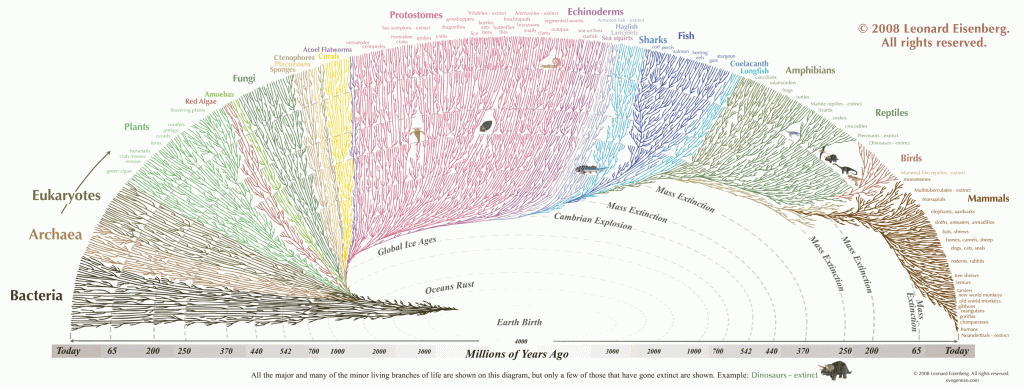 Evolution timeline chart