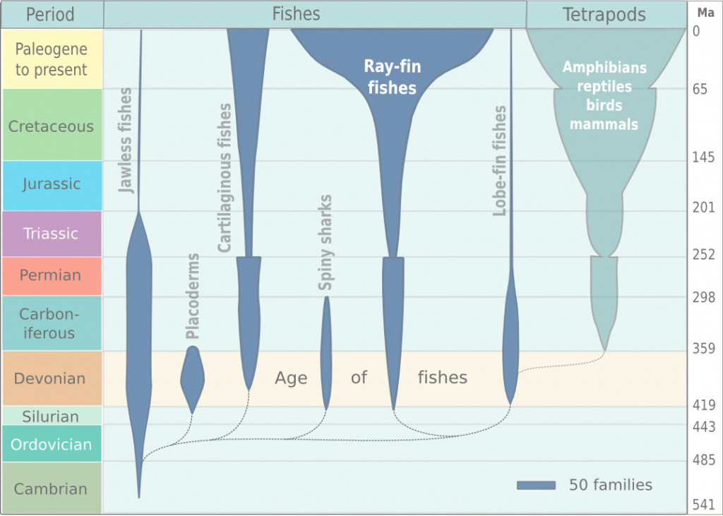 Fish evolution cladogram