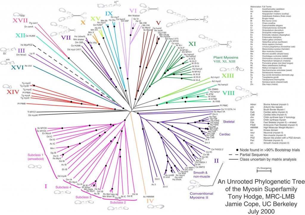 Myosin Unrooted phylogenetic Tree