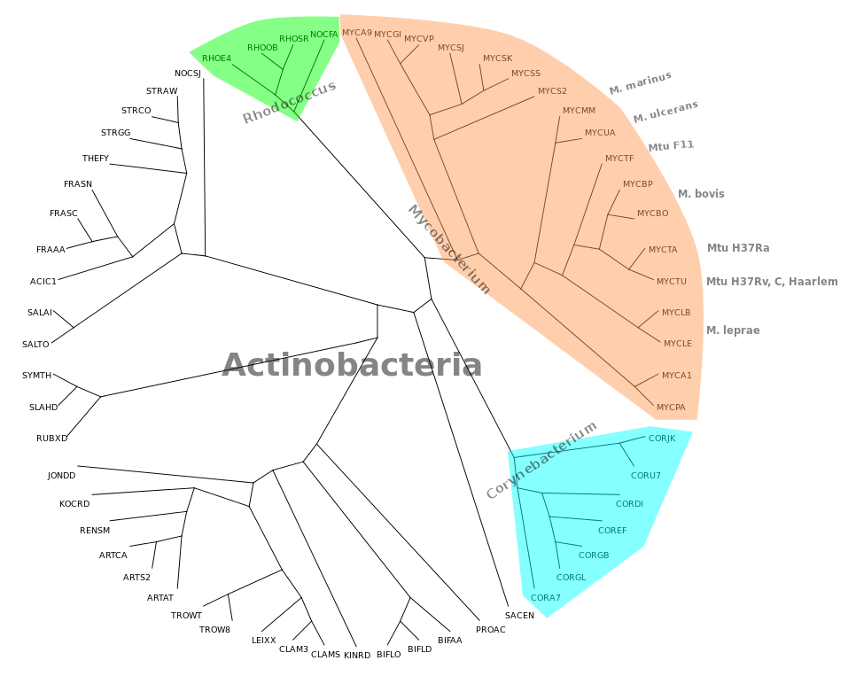 Phylogenetic Network Actinobacteria
