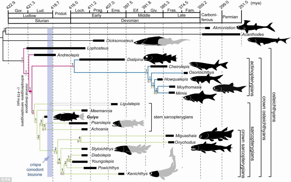Hominid evolutionary timeline article clip