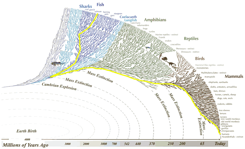 Branch trace diagram