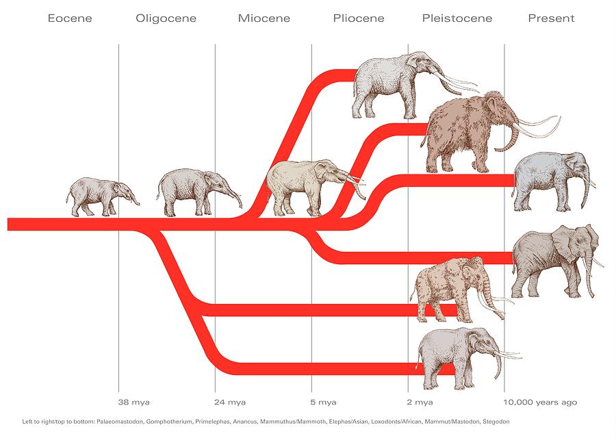 Gary Hincks Elephant Evolution Diagram