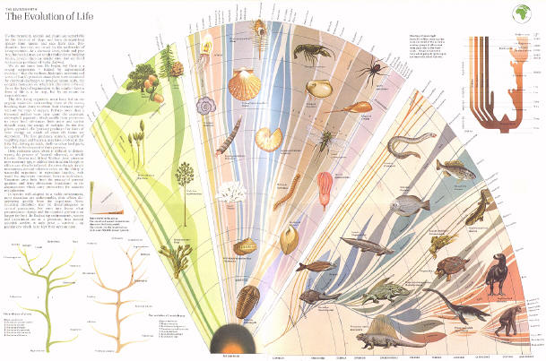 Evolution bush branching graph
