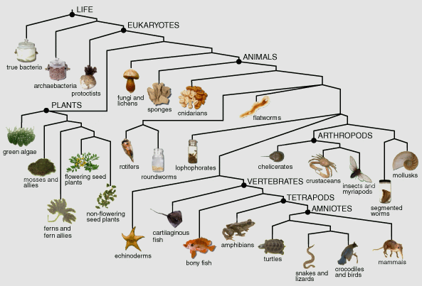 Life cladogram diagram