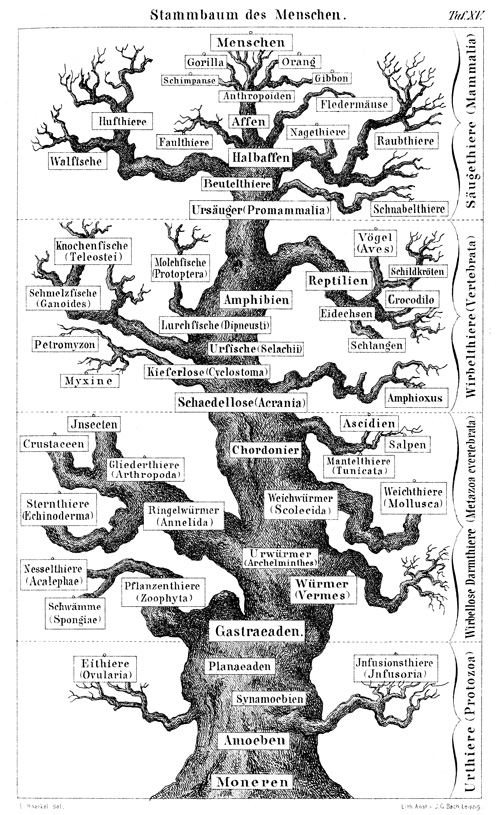 Tree of Life illustration 3