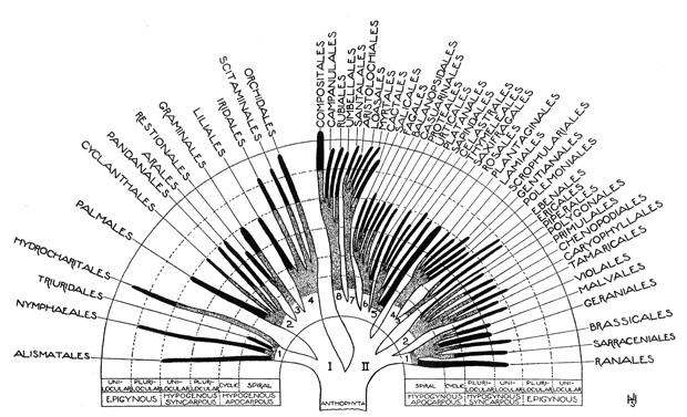 Tree of Life illustration 4
