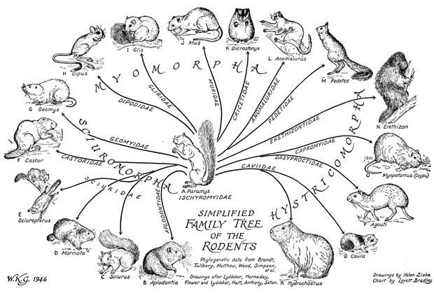 Tree of Life illustration 5