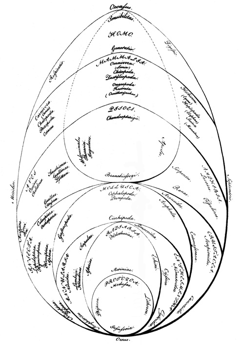 Tree of Life illustration 2